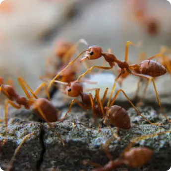 Red ants in Dubai crawling on a rough stone surface, showing their natural behavior and fine body details in daylight