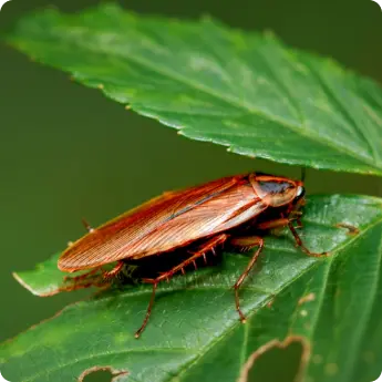 A detailed close-up of an American cockroach in Dubai on a green leaf, showing its reddish-brown color, wings, and body structure.
