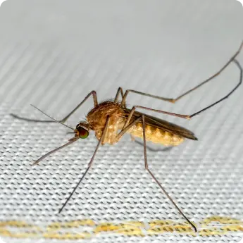 A Culex mosquito in Dubai resting on white fabric indoors, showing its brown body, wings, and long legs with details
