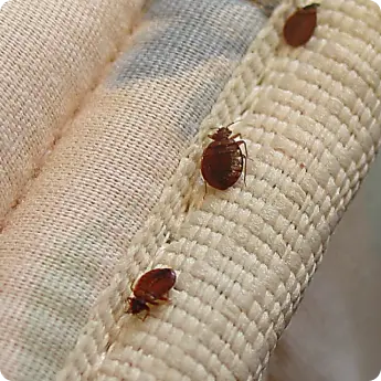 An image of bed bugs Cimex lectularius in Dubai on a mattress seam, showing their small reddish-brown bodies and indoor habitat