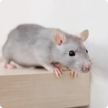 A gray rat in Dubai sitting on a wooden surface indoors, showing its small face, long whiskers, and alert behavior.