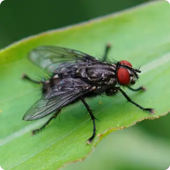 A house fly in Dubai sitting on a green leaf in daylight, showing its red eyes, dark body, and clear wings outdoors.
