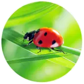 A redbug with shiny red body and black spots resting on a green leaf in Dubai, showing its natural details and vibrant appearance.