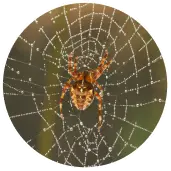 A scary spider in Dubai sitting on a dew-covered web, showcasing its detailed pattern and natural habitat in focus