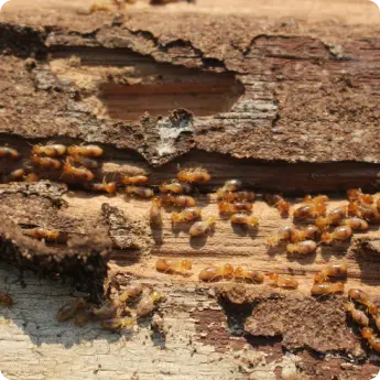 Termites in Dubai eating and damaging a piece of wood, showing their pale bodies and clear signs of infestation