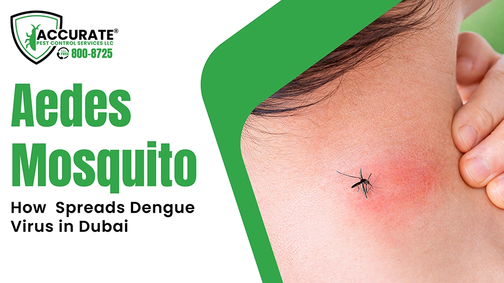 Aedes mosquito spreading dengue virus in Dubai