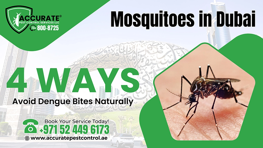 Mosquitoes in Dubai: 4 Ways to Avoid Dengue Bites Naturally