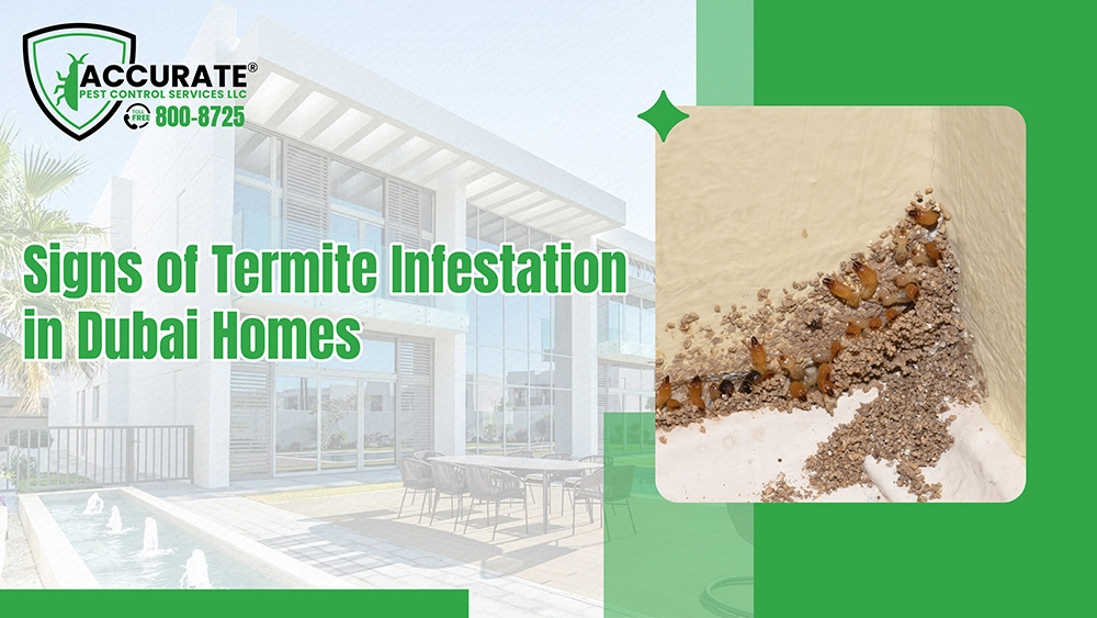 Signs of termite infestation in Dubai homes with active termites and mud tubes on wall corner