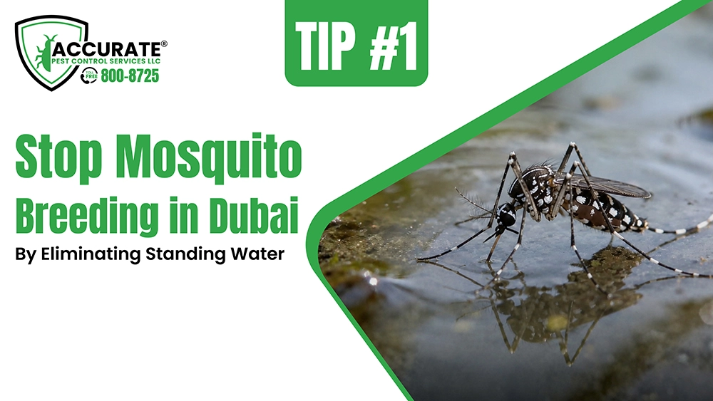 Stop mosquito breeding in Dubai by removing standing water near homes