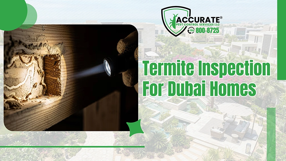 Termite inspection for Dubai homes detecting termite activity inside wooden structures