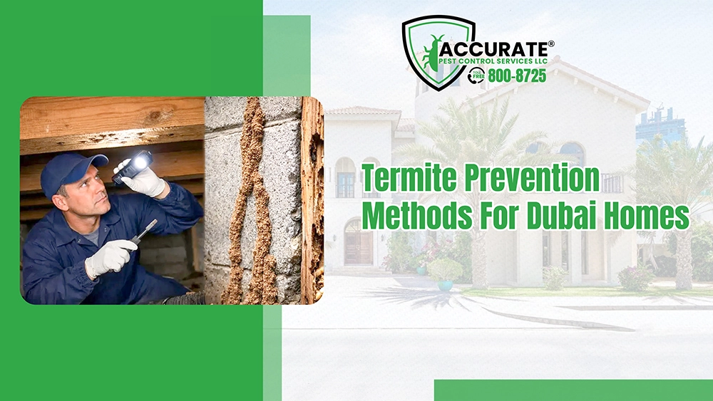 Technician inspecting termite damage showing termite prevention methods for Dubai homes
