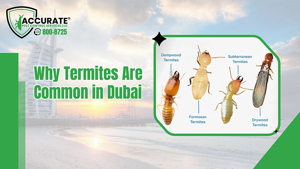 Why termites are common in Dubai showing termite species in UAE cityscape