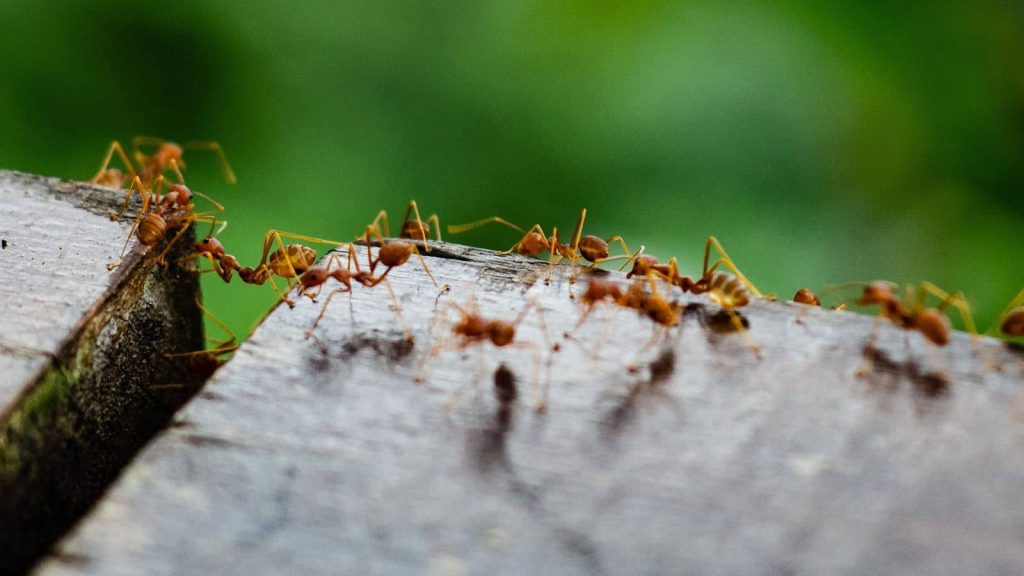 Blogs 34 Types of Ants in Fresno CA Identification How to Get Rid of Them